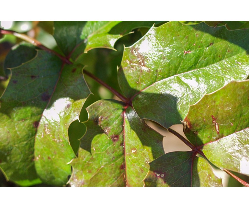 Oregon Grape